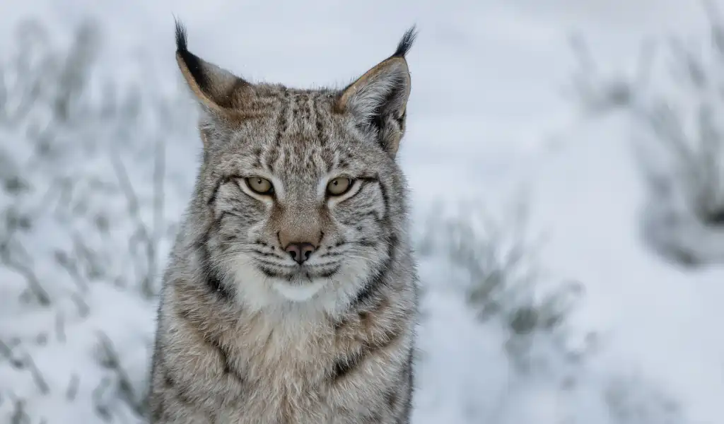 A young Eurasian lynx (Lynx lynx) in winter A young Eurasian lynx (Lynx lynx) in winter