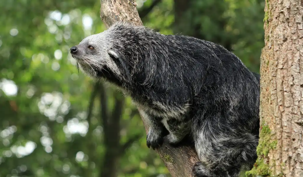 Close up Portrait of a Binturong in Nature Close up Portrait of a Binturong in Nature