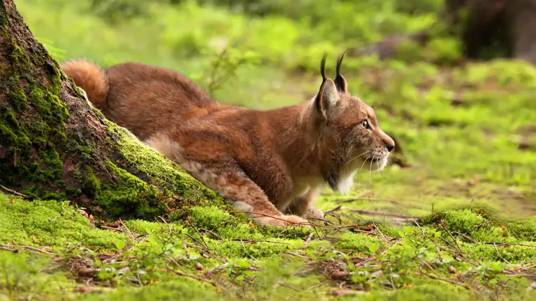 Male Eurasian Lynx lurking in the clearing Animals That People Don’t Believe Exist in India