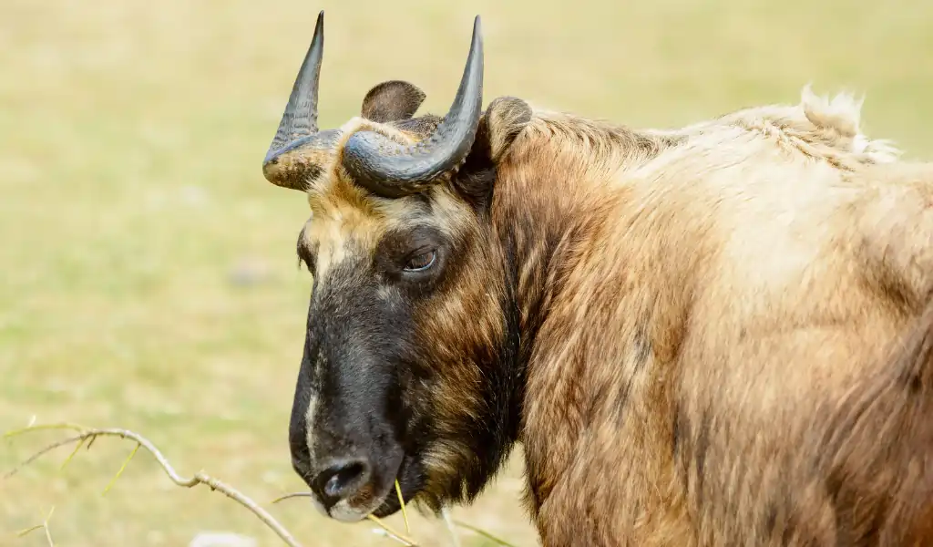 Takin, Budorcas taxicolor, here seen eating on branch or twig. Also known as cattle chamois or gnu goat, Takin, Budorcas taxicolor, here seen eating on branch or twig. Also known as cattle chamois or gnu goat,