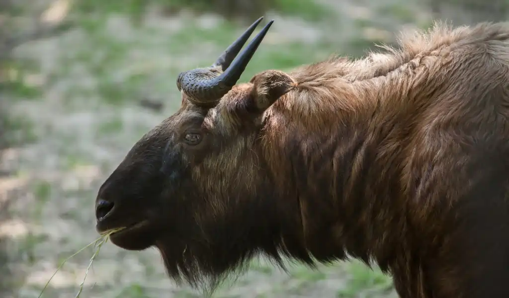 The Mishmi Takin — The Mist Clad Giant The Mishmi Takin — The Mist Clad Giant