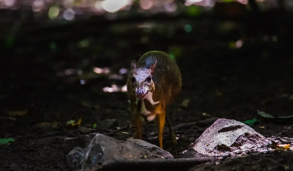 The mouse deer or Chevrotain is smallest deer The mouse deer or Chevrotain is smallest deer