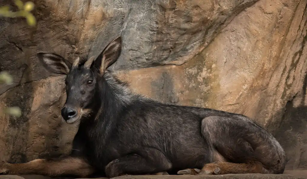 The serow in the hills The serow in the hills