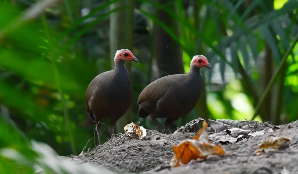 two nicobar megapode megapodius nicobariensis two nicobar megapode megapodius nicobariensis