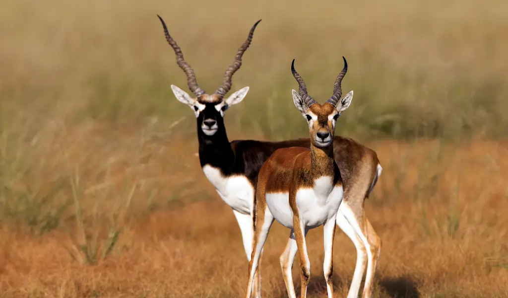 Blackbucks at Talchappar Wildlife Sanctuary in Rajasthan, India Blackbucks at Talchappar Wildlife Sanctuary in Rajasthan, India