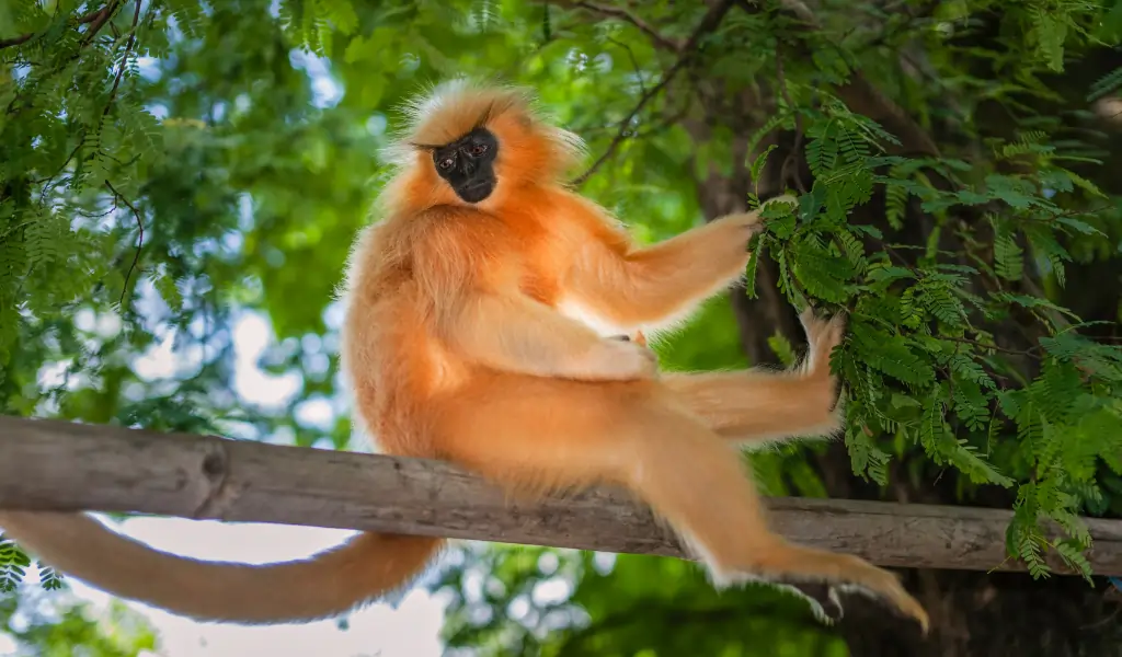 Guwahati, Assam, India. A Gee's Golden languor, black faced, and long haired, up a tree in forest in late summer near Guwahati, Assam, India Guwahati, Assam, India. A Gee's Golden languor, black faced, and long haired, up a tree in forest in late summer near Guwahati, Assam, India