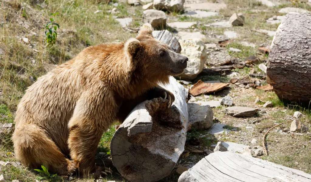 Himalayan brown bear sitting beside a chopped tree trunk log Himalayan brown bear sitting beside a chopped tree trunk log