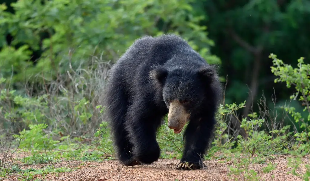 Sloth bear (Melursus ursinus) Sloth bear (Melursus ursinus)