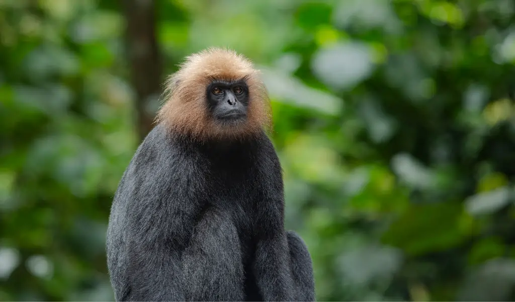 The Nilgiri langur is a langur found in the Nilgiri Hills of the Western Ghats in South India The Nilgiri langur is a langur found in the Nilgiri Hills of the Western Ghats in South India