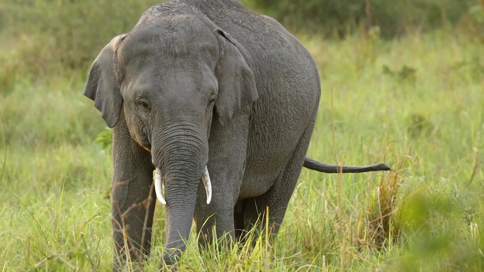 What indian wildlife should I look for when planning a visit to India's wildlife