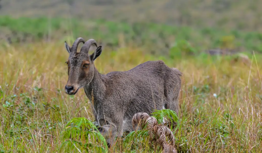 Wild goat Nilgiri Tahr Wild goat Nilgiri Tahr