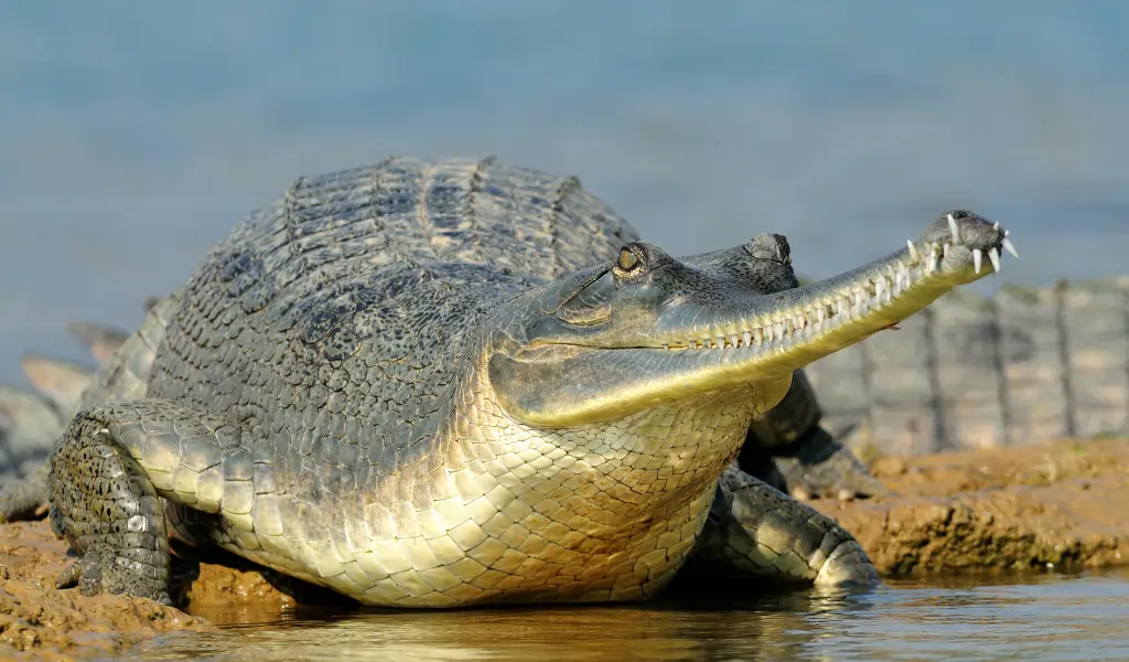 A Gharial at the water's edge, photographed on the Chambal river, India A Gharial at the water's edge, photographed on the Chambal river, India