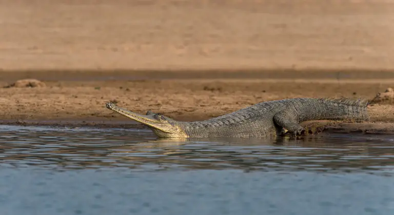 A gharial was spotted in Kaziranga National Park and Tiger Reserve after a gap of 75 years