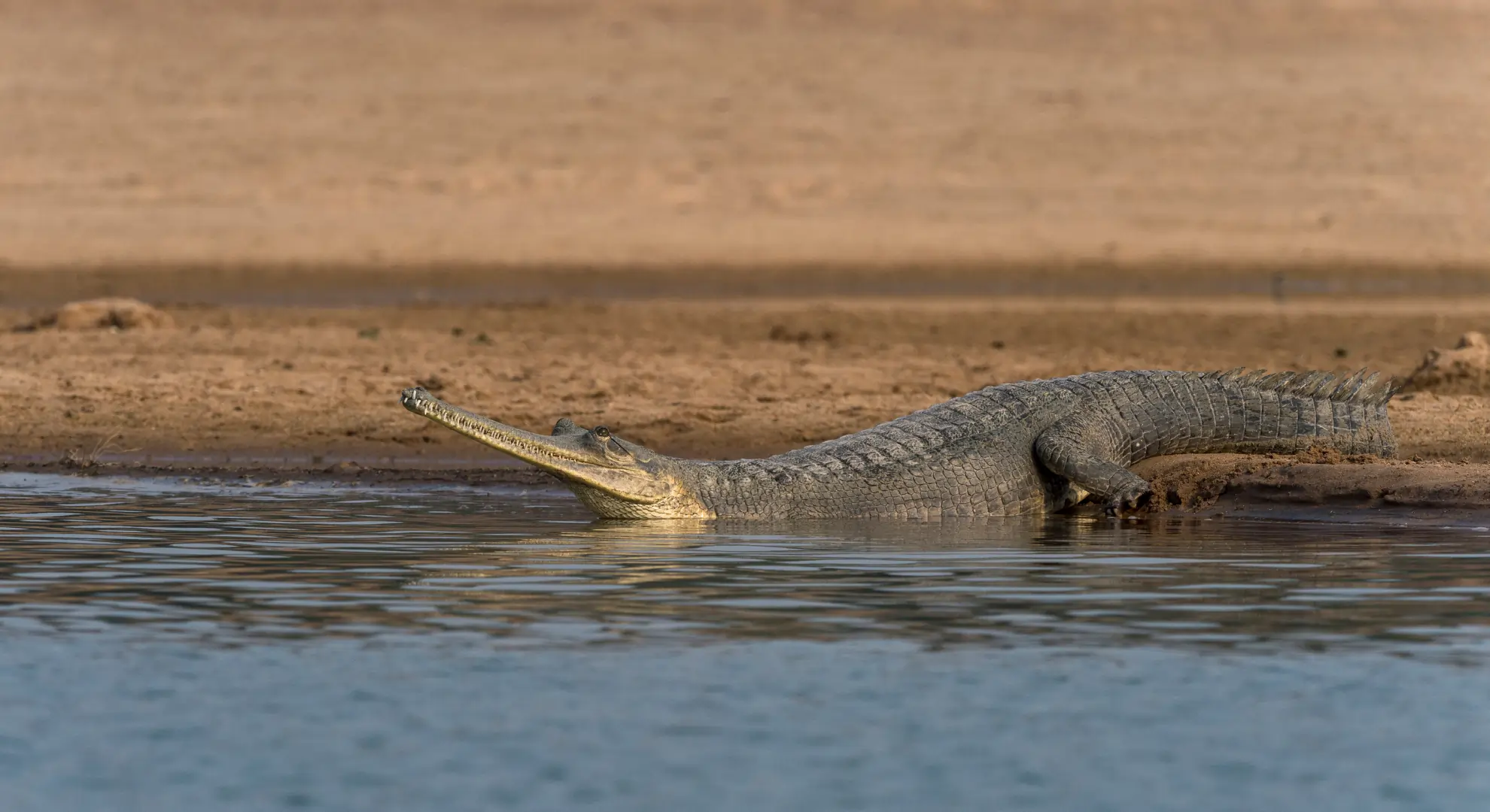 A gharial was spotted in Kaziranga National Park and Tiger Reserve after a gap of 75 years