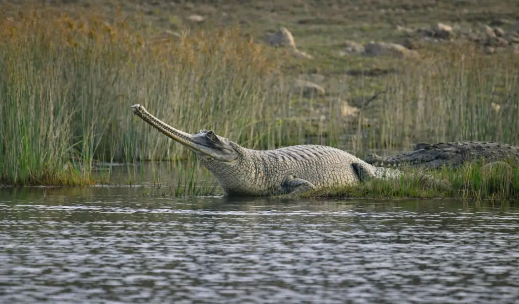 Gharial Crocodile in Pali Rajasthan India River Gharial Crocodile in Pali Rajasthan India River