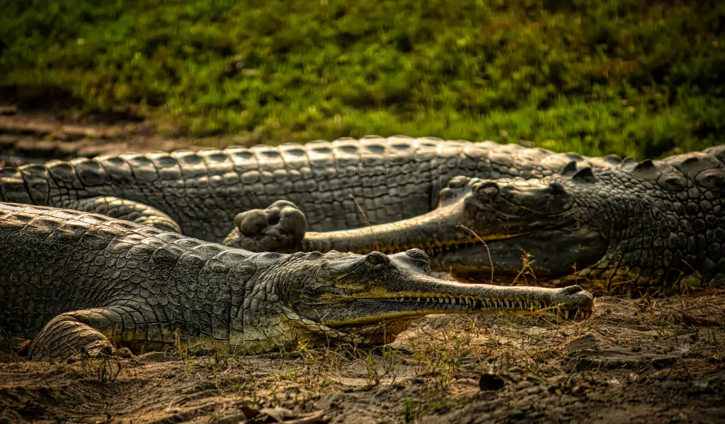Gharials Resting in Natural Habitat Gharials Resting in Natural Habitat