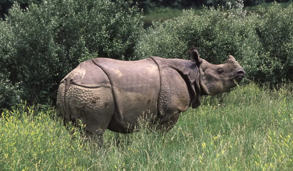 Indian Rhino eating grass in manas Indian Rhino eating grass in manas