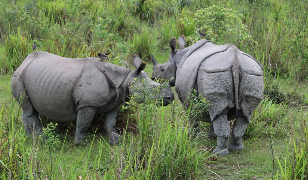 Indian Rhinoceroses in Manas National Park Indian Rhinoceroses in Manas National Park