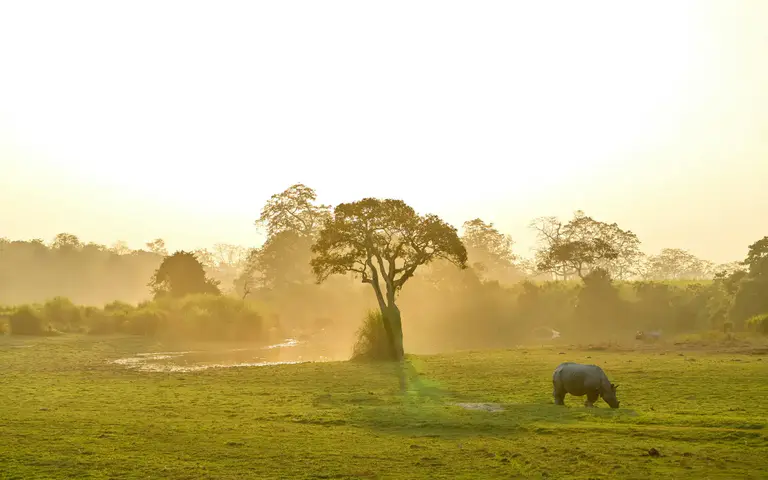 Serene Wildlife Scene at manas National Park