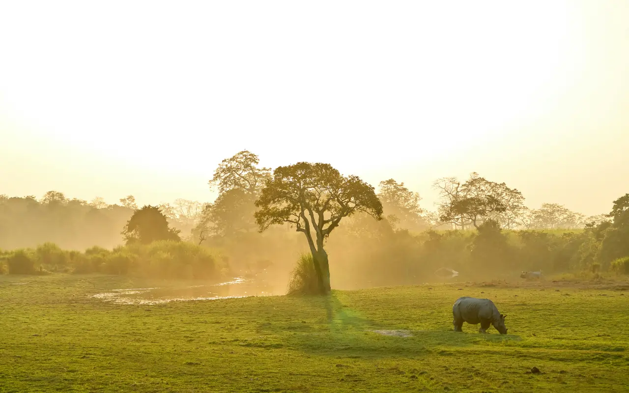 Serene Wildlife Scene at manas National Park