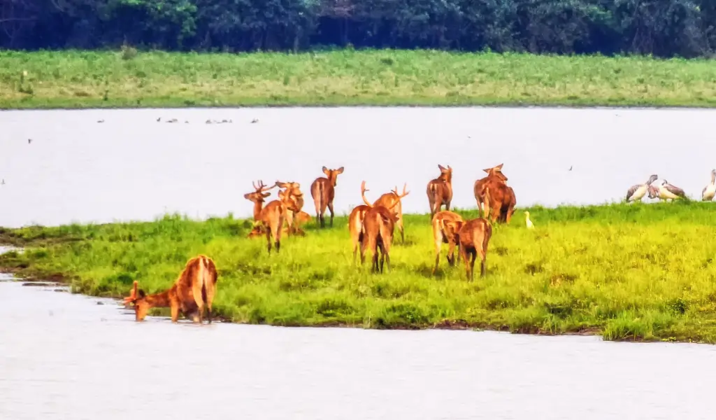 Swamp Deer, Barasingha or Barasinga, Cervus duvaucelii, manas National Park, Assam, India Swamp Deer, Barasingha or Barasinga, Cervus duvaucelii, manas National Park, Assam, India