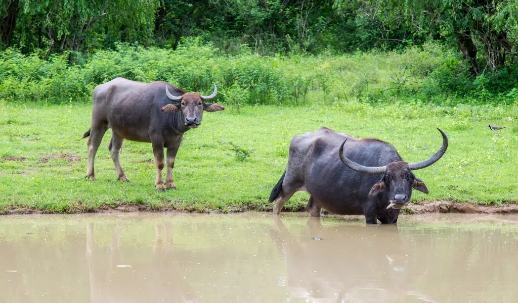 Wild water buffalo enters water in manas National Park india Wild water buffalo enters water in manas National Park india