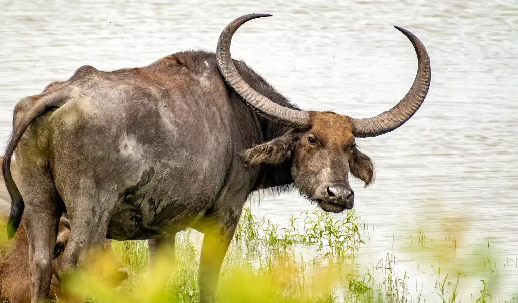 Wild water buffalo, manas National Park, Assam, India Wild water buffalo, manas National Park, Assam, India