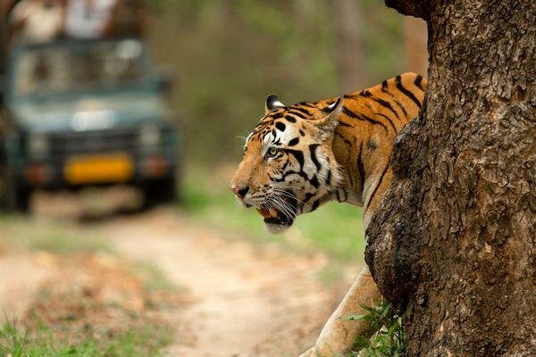 beauty of the beast at tiger safari tour in india 1