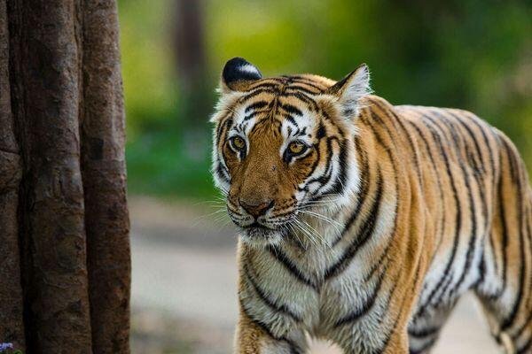 beauty of the beast at tiger safari tour in india 2 1