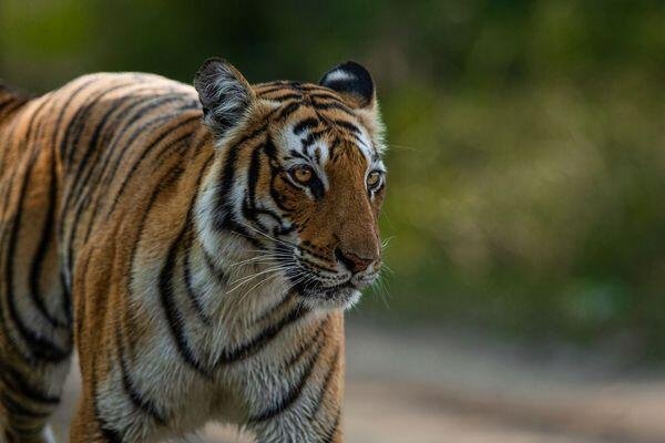 beauty of the beast at tiger safari tour in india 3 1