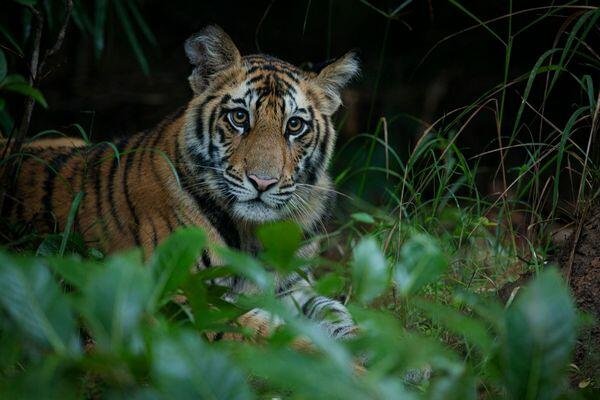 beauty of the beast at tiger safari tour in india 4 1