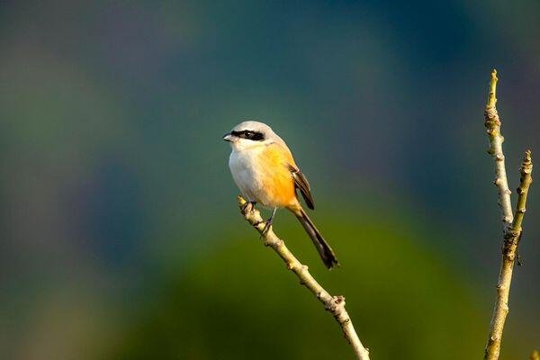 bird watching tour in india 3 1