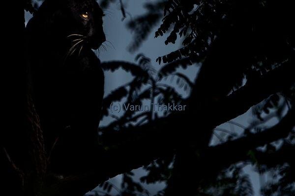 black panther safari tour in india 2