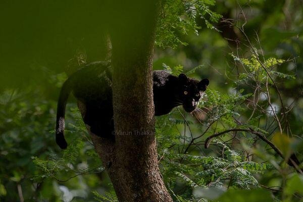 black panther safari tour in india 3 5