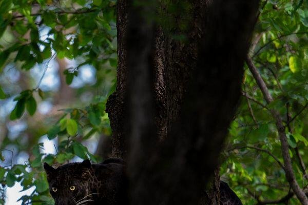 black panther safari tour in india 4 2