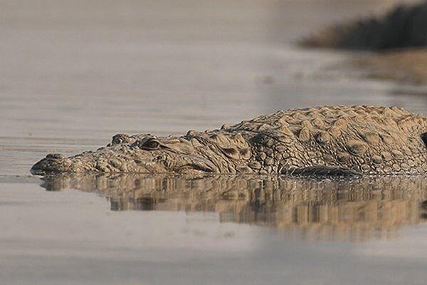 crocodile in tiger national park