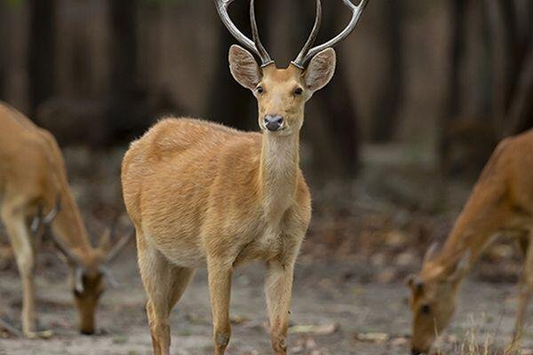 deer 1
