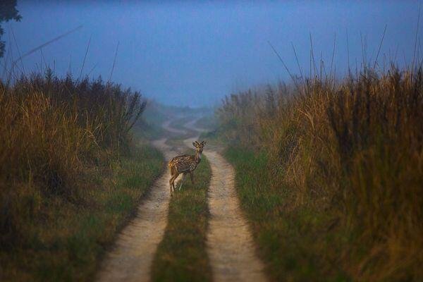 deer running in tiger safari tour in india 3