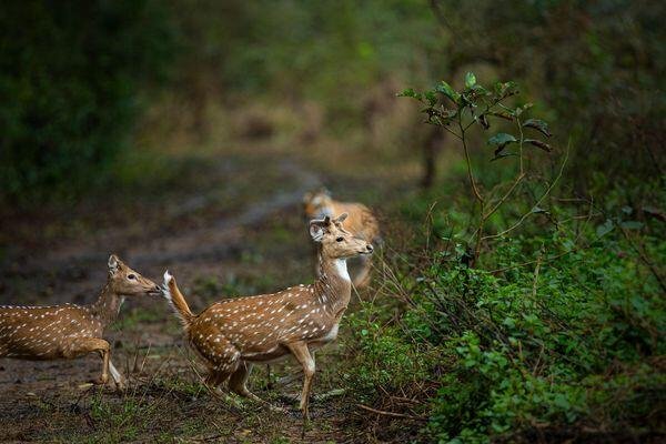 deer running in tiger safari tour in india 2 1
