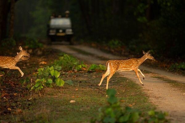 deer spotted at tiger safari tour in india 1