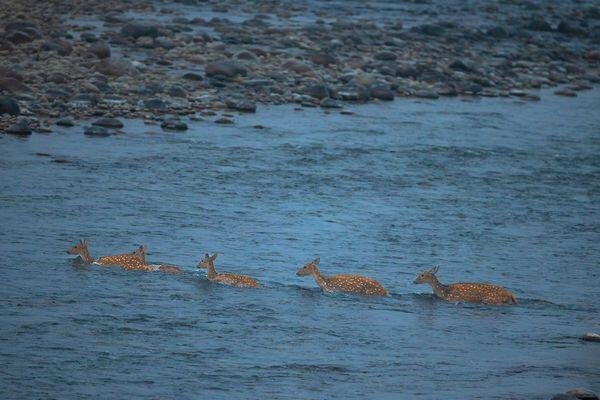 deer spotted at tiger safari tour in india 2