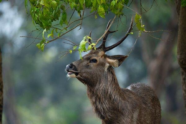 deer spotted at tiger safari tour in india 3 1