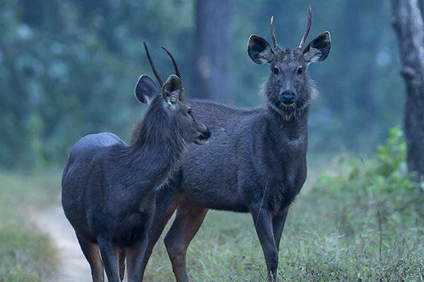 deers