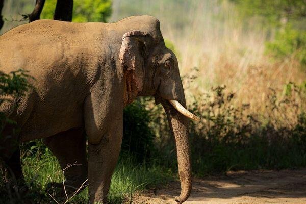 elephants found in national park 1