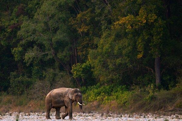 elephants found in national park 2