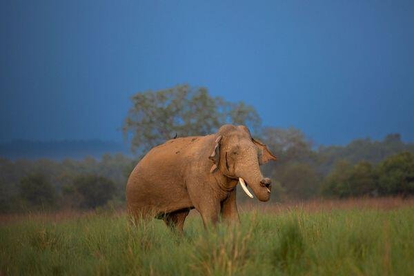 elephants found in national park 3 2
