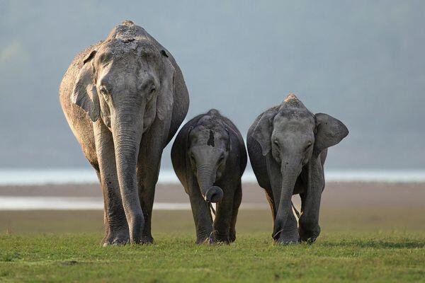 family of elephants on wildlife safari tour in india 2