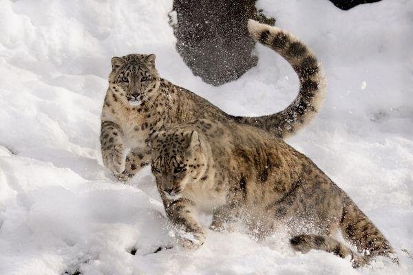 leh safari tour in india 10 1