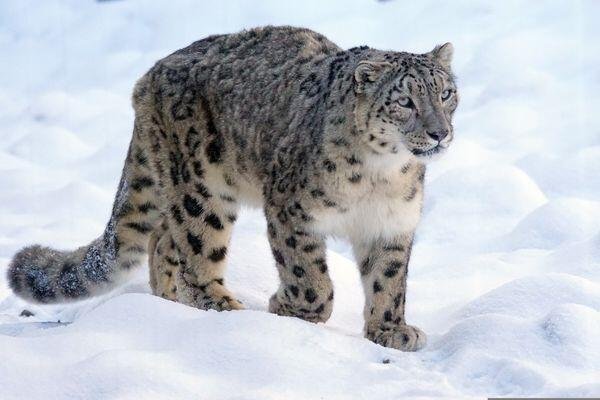 Leh - snow leopard safari tour in India