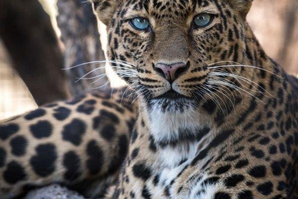 leopard 2